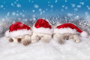Three kittens dressed in Santa hats